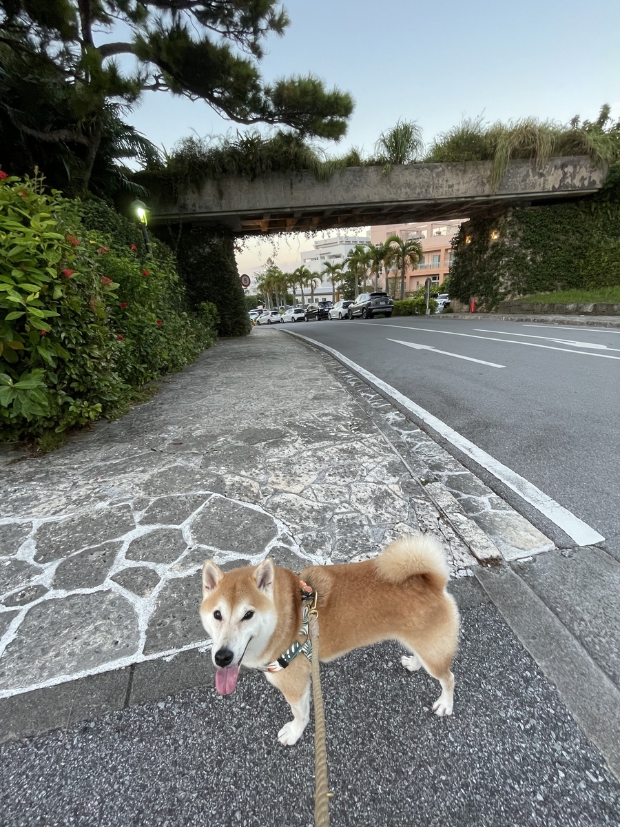 散歩する犬