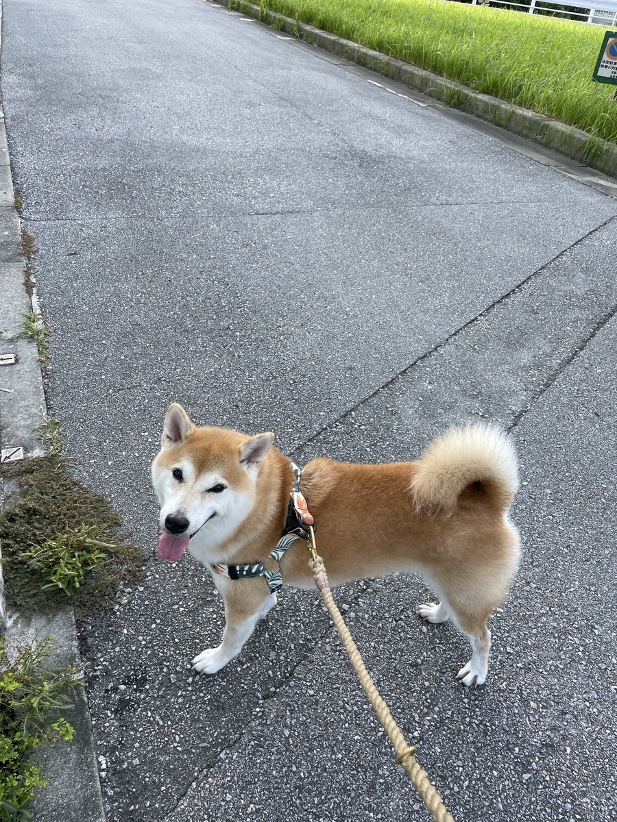 散歩する犬