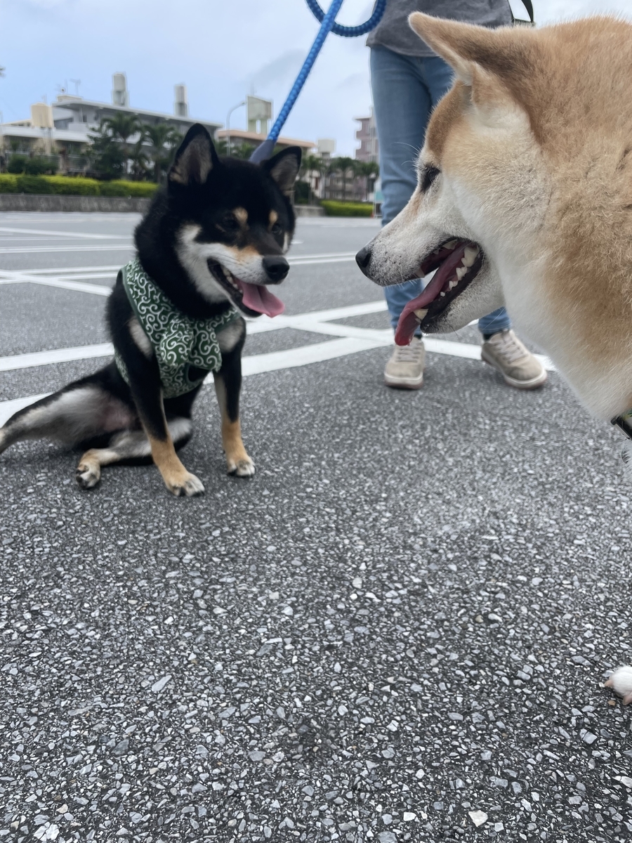赤柴と黒柴