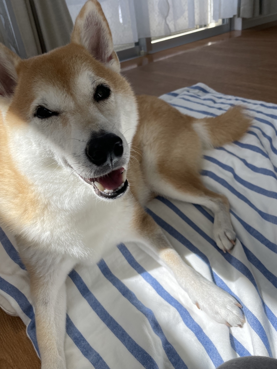 太陽を浴びる犬