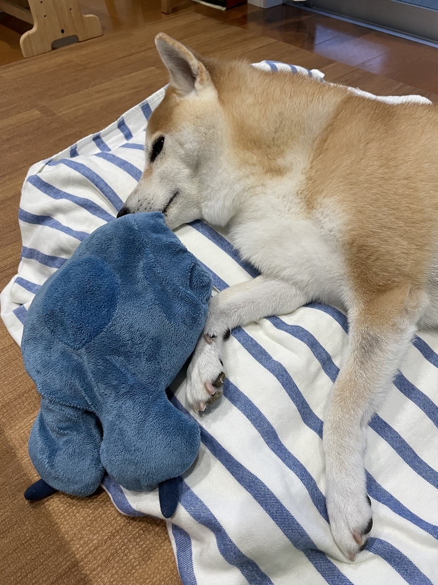 眠る犬
