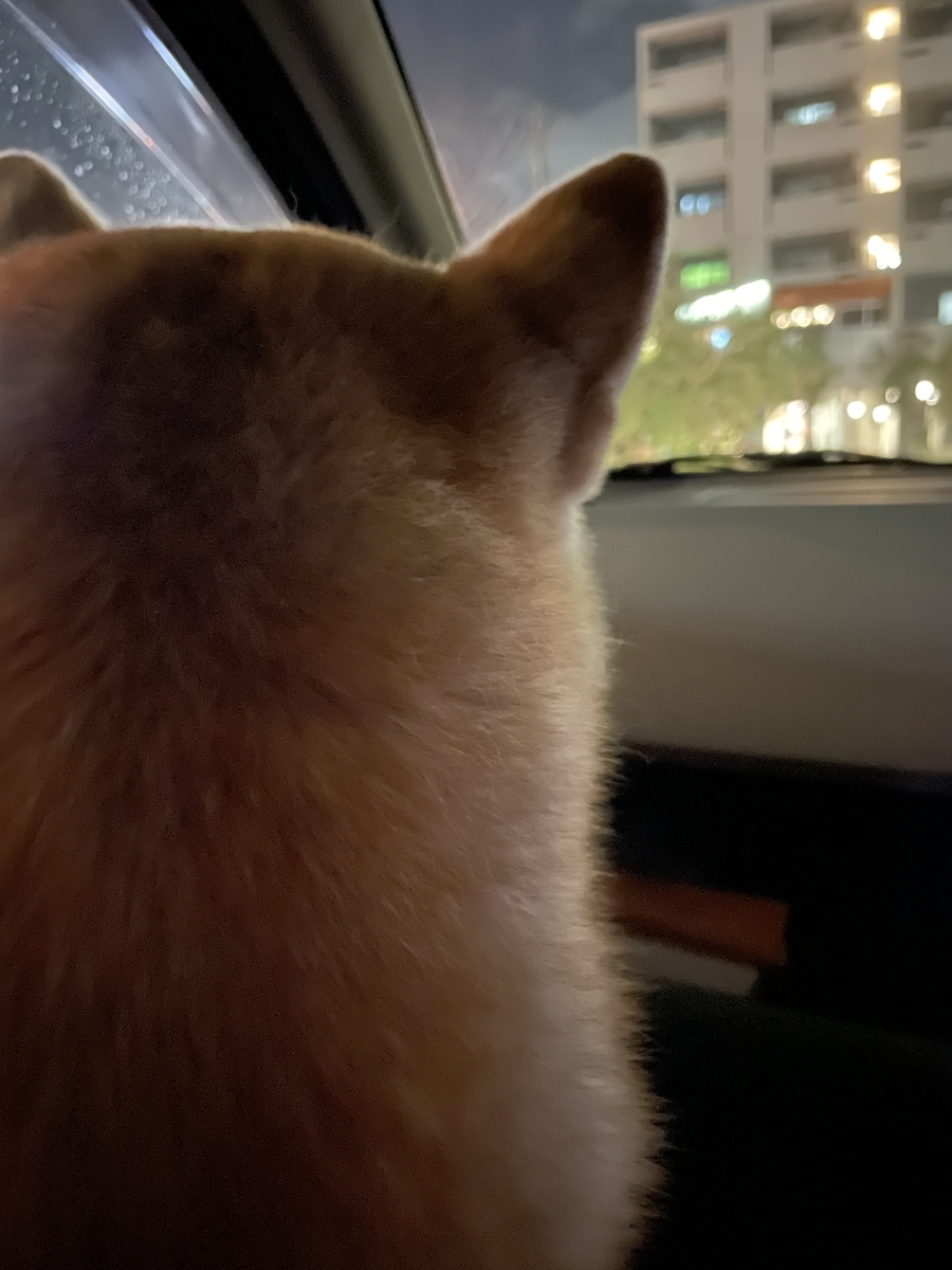 犬の後ろ姿
