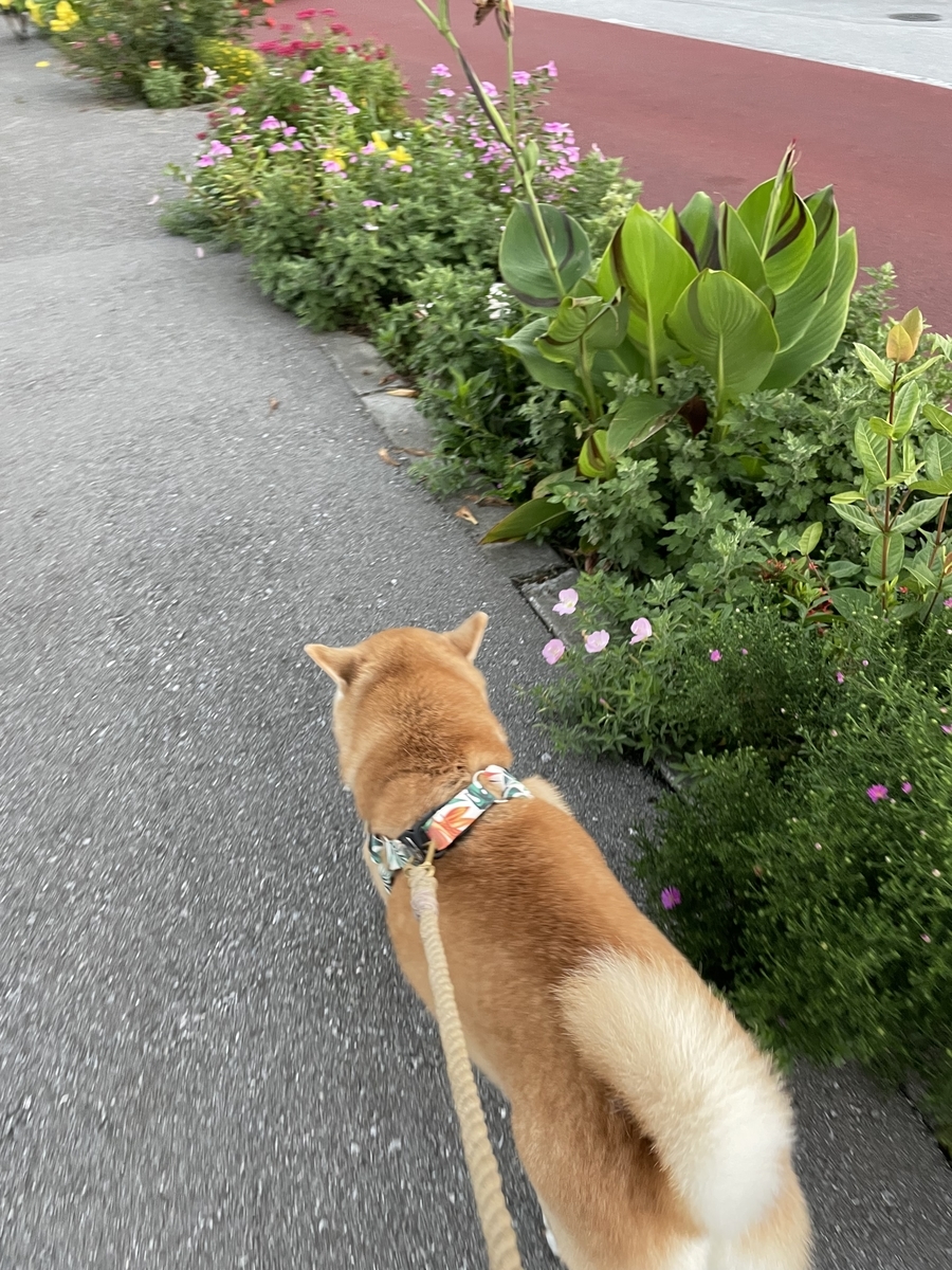 歩く犬