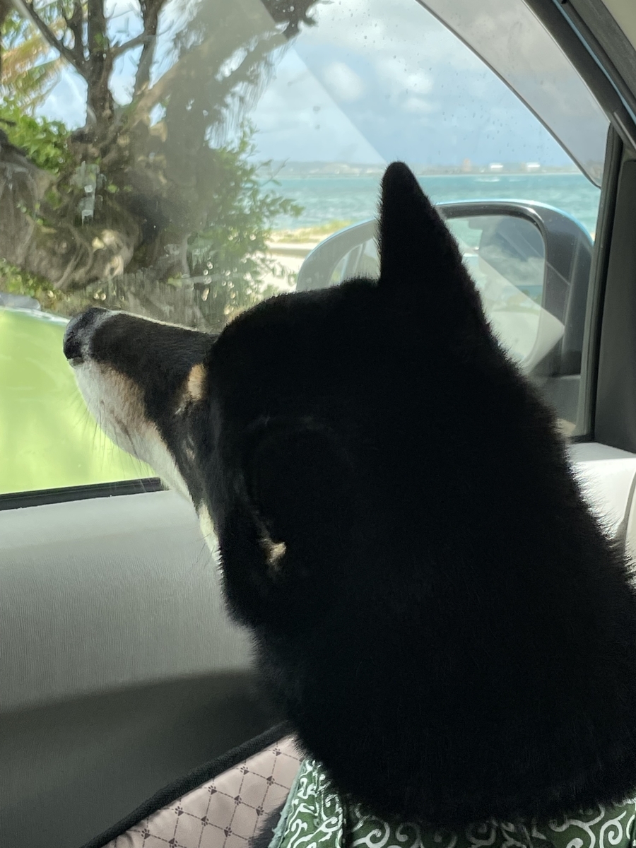 外を見る犬