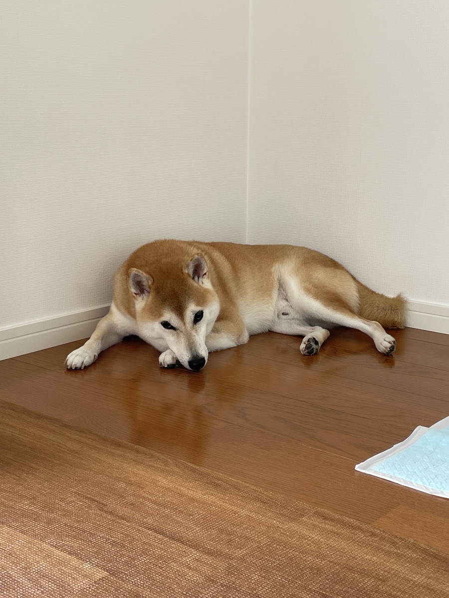 暇な犬