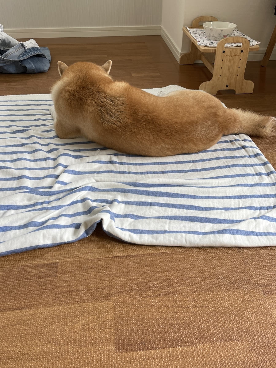 眠る犬の後ろ姿