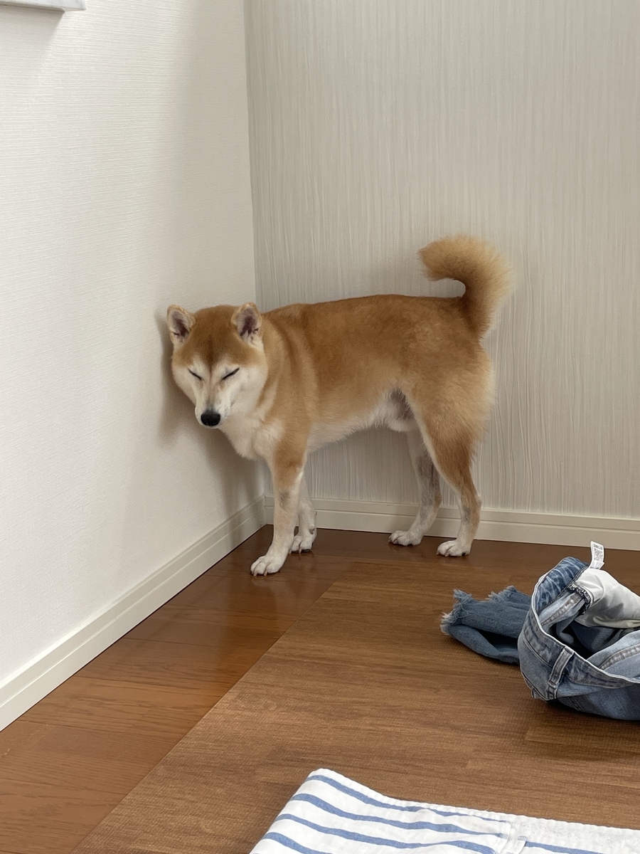 立つ犬