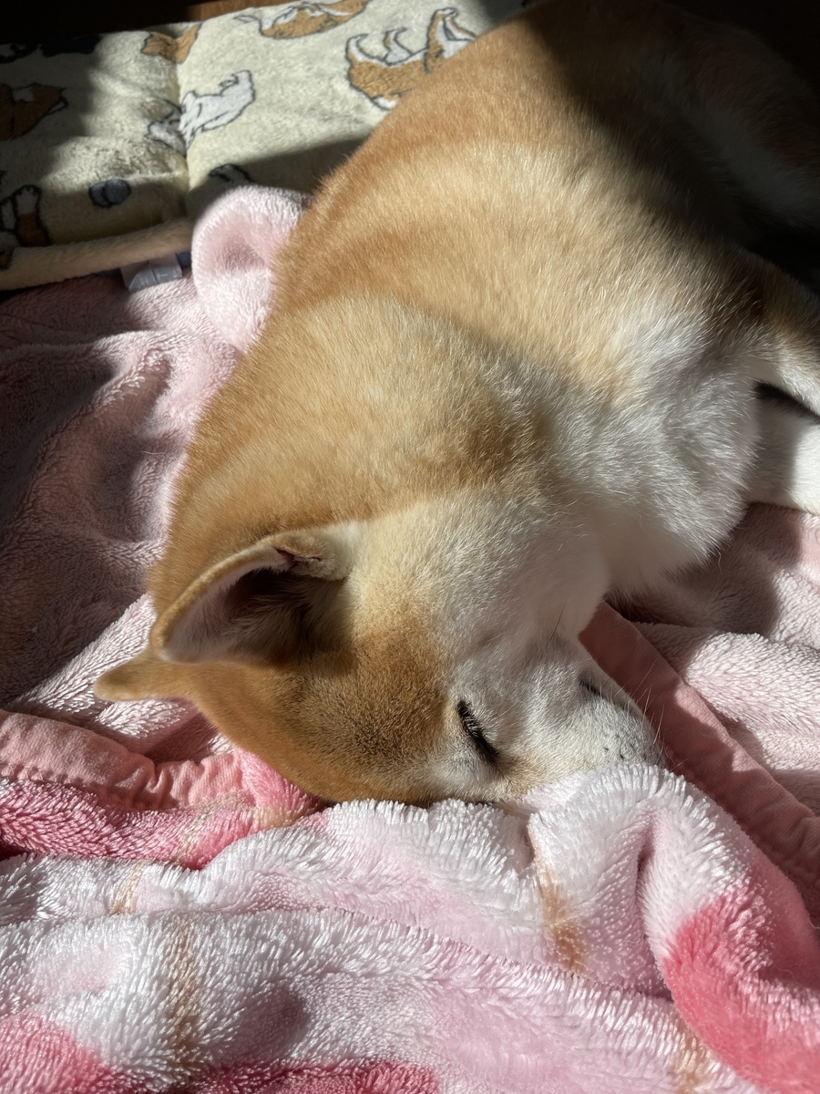眠る犬
