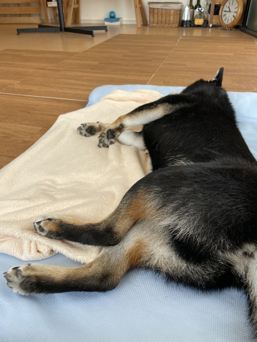 眠る犬