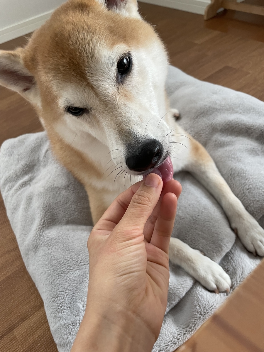 おやつを食べる犬