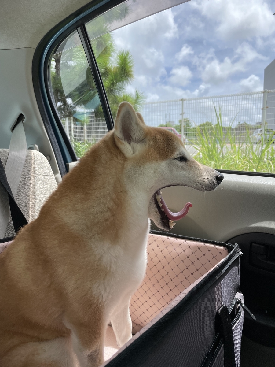あくびをする犬