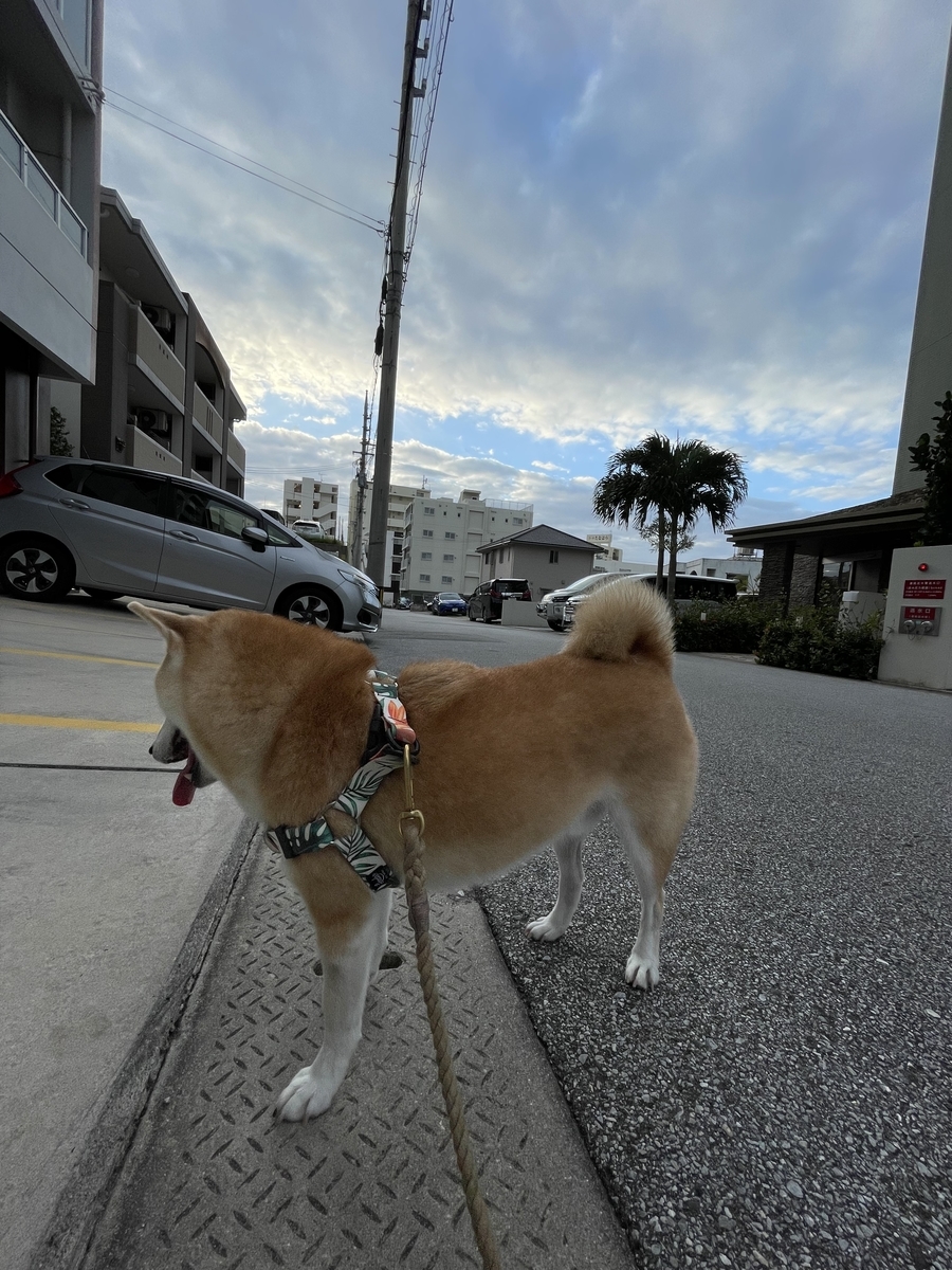 犬と空