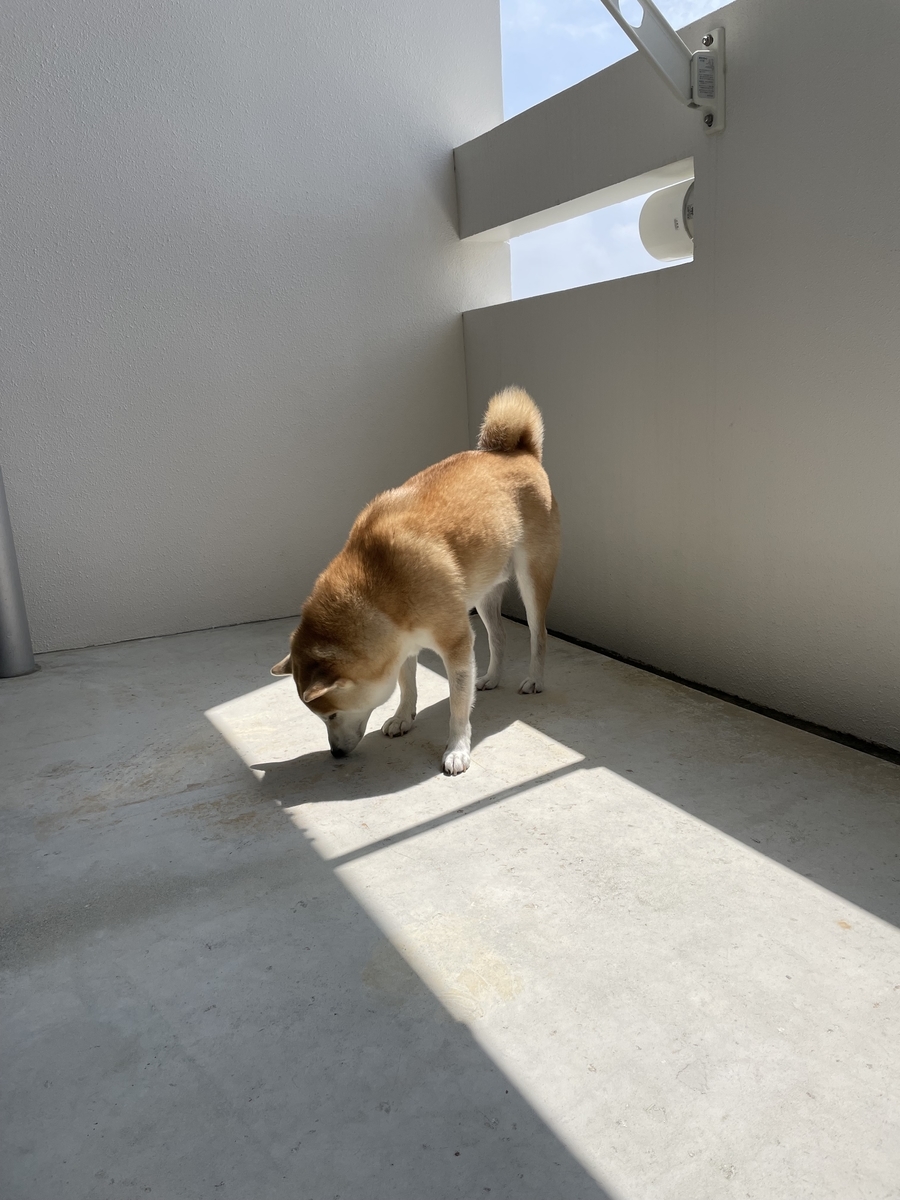 ベランダを歩く犬