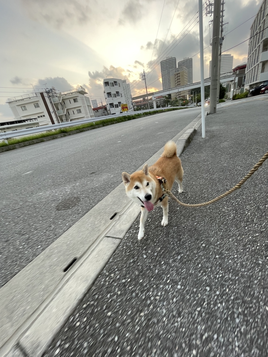 散歩する犬