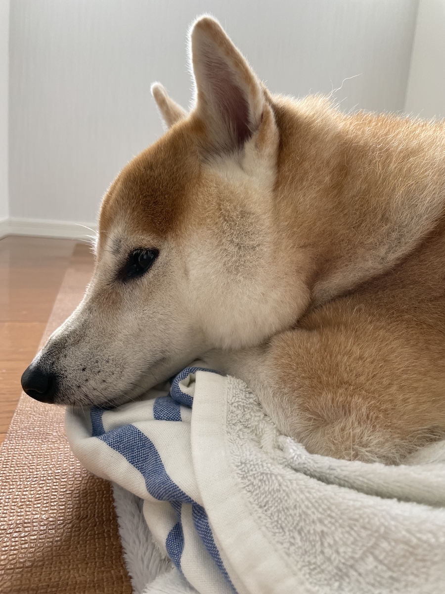 犬の横顔