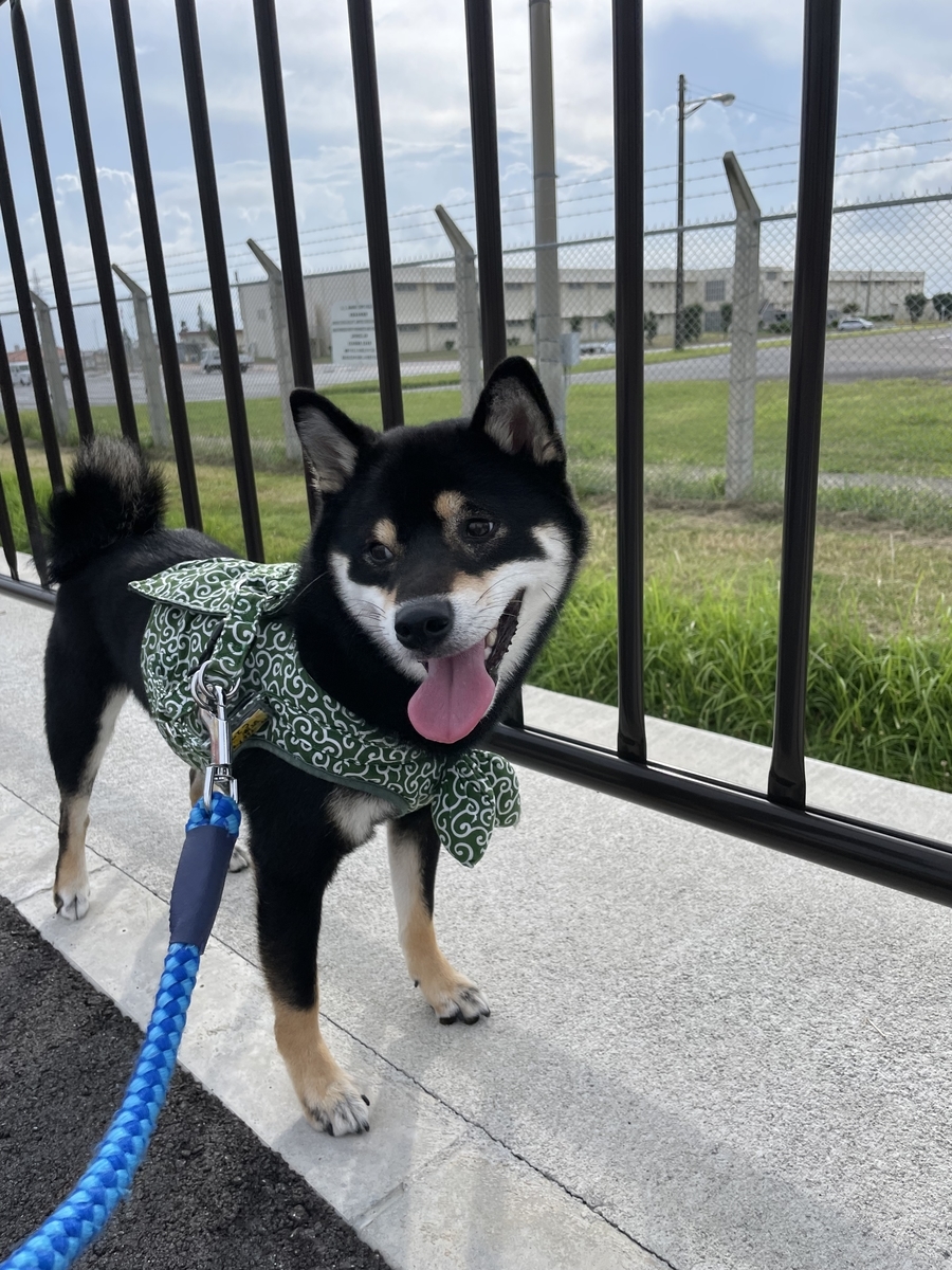 散歩する犬