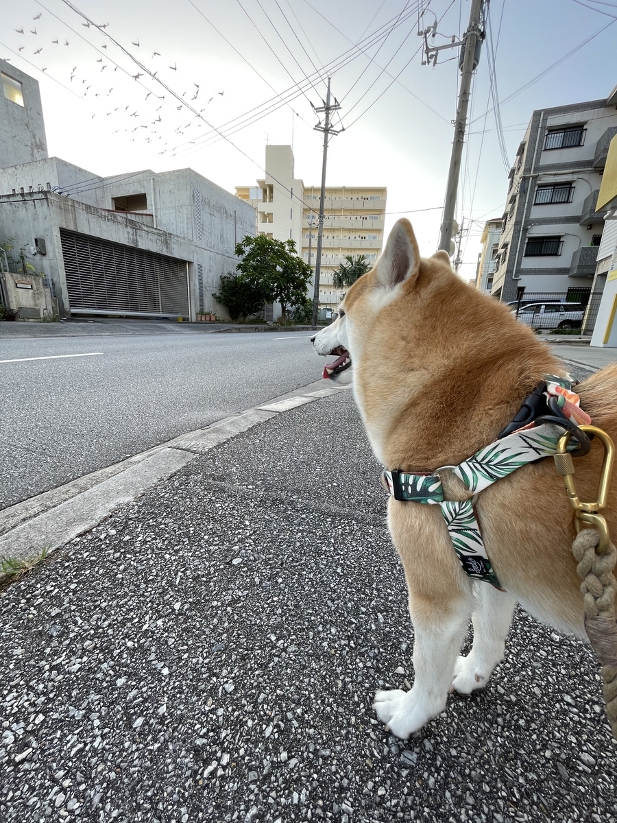 散歩する犬