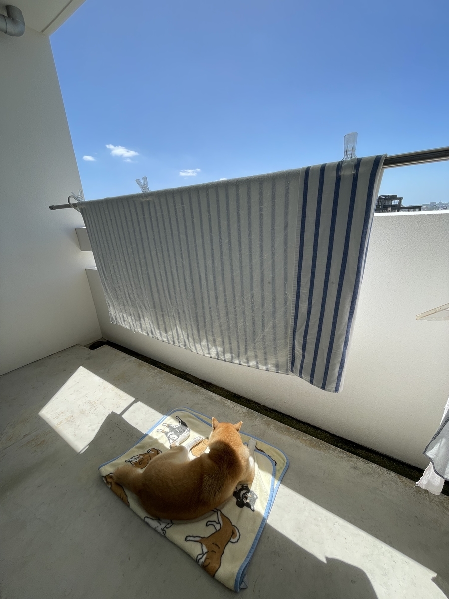 日光浴する犬