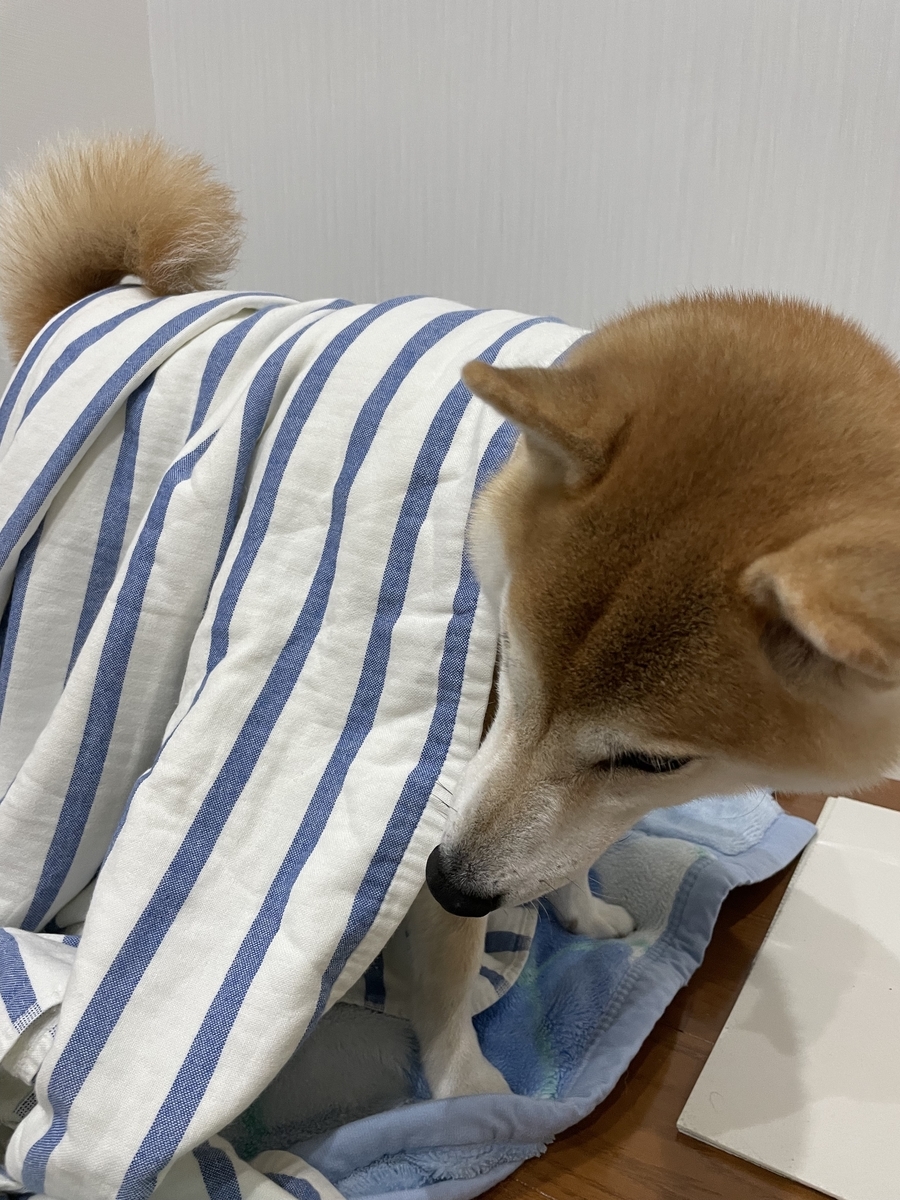 遊ぶ犬
