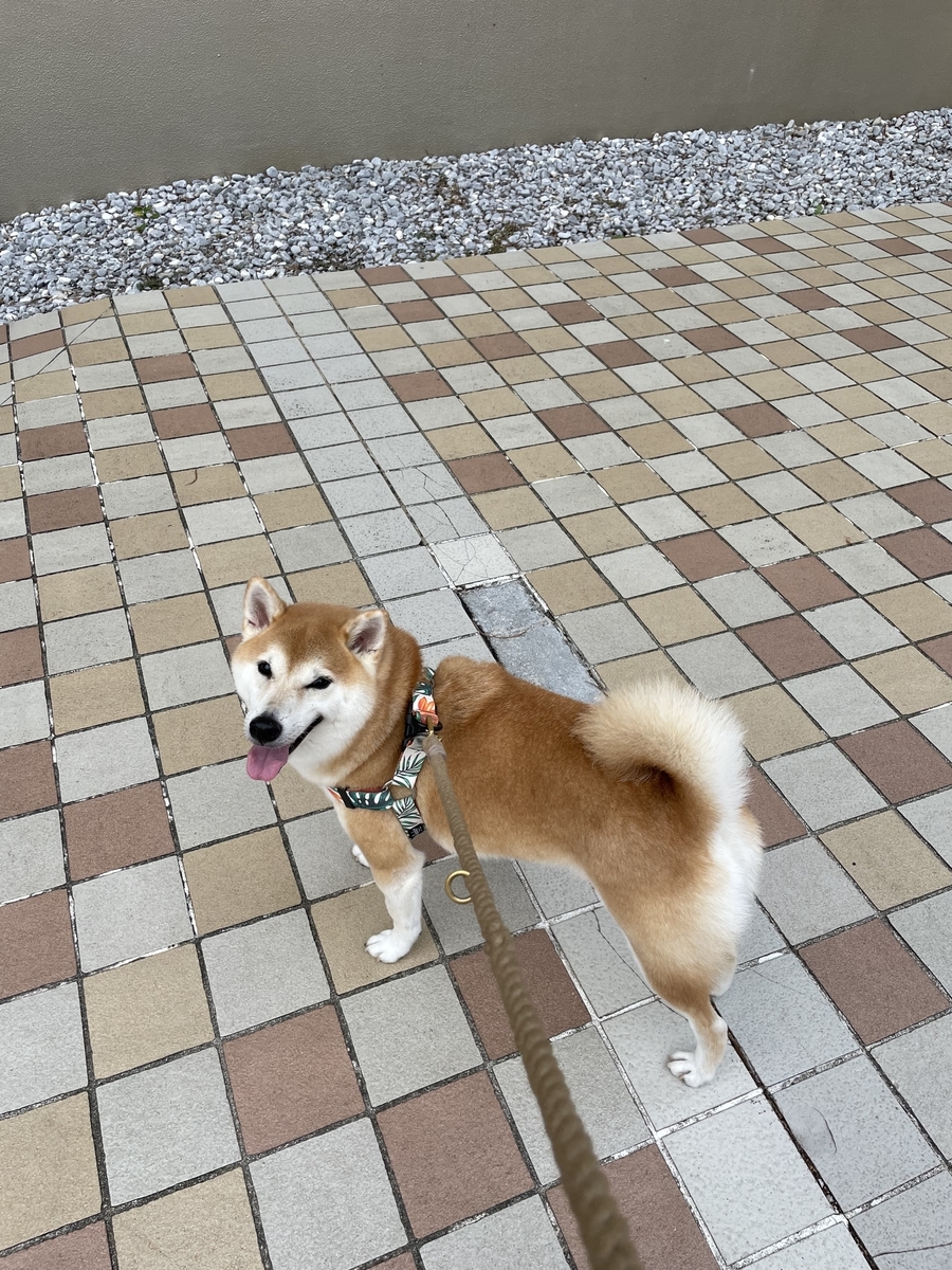 散歩する犬