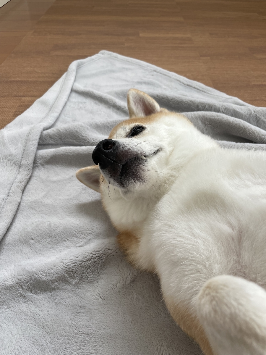 仰向けの犬