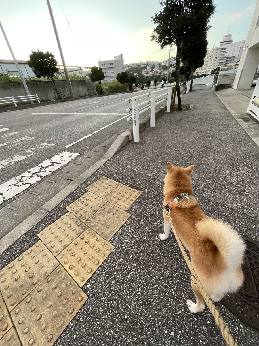 散歩する犬