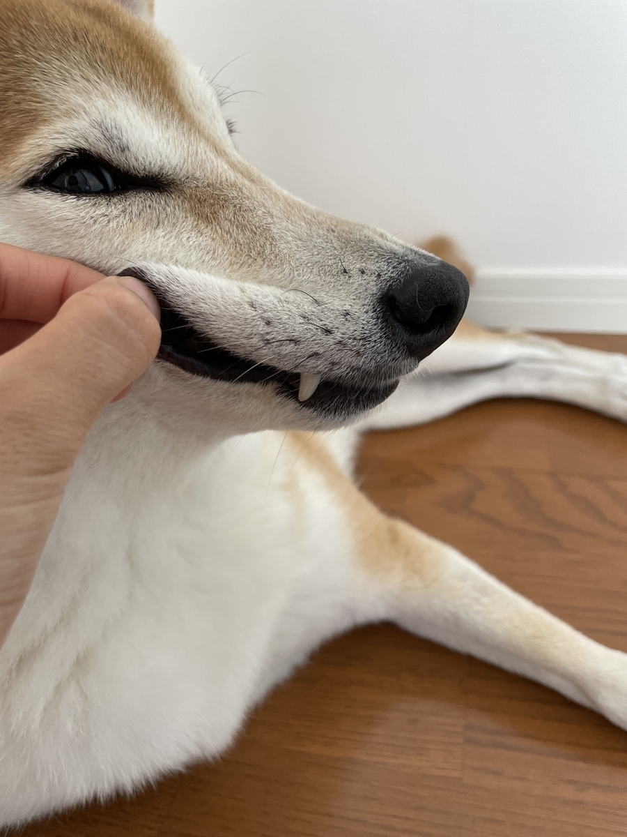 遊ばれる犬