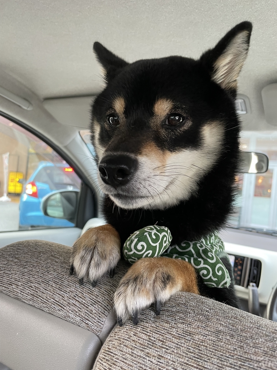 車に乗る犬