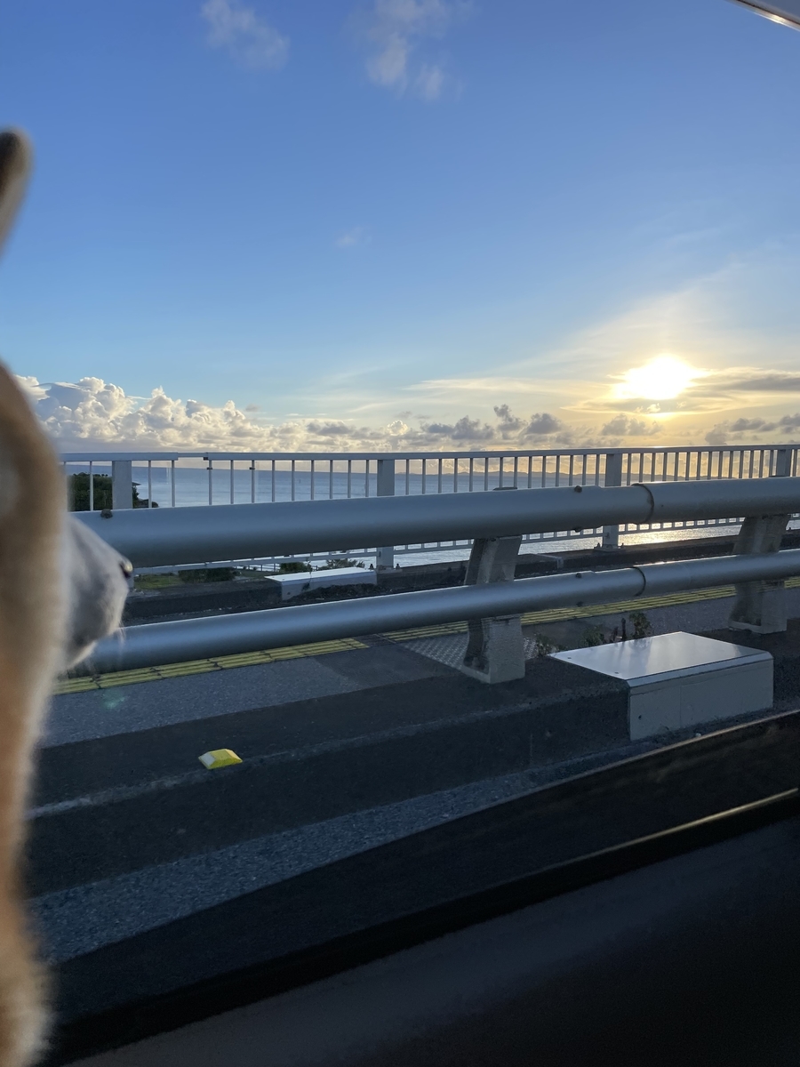 夕日と犬