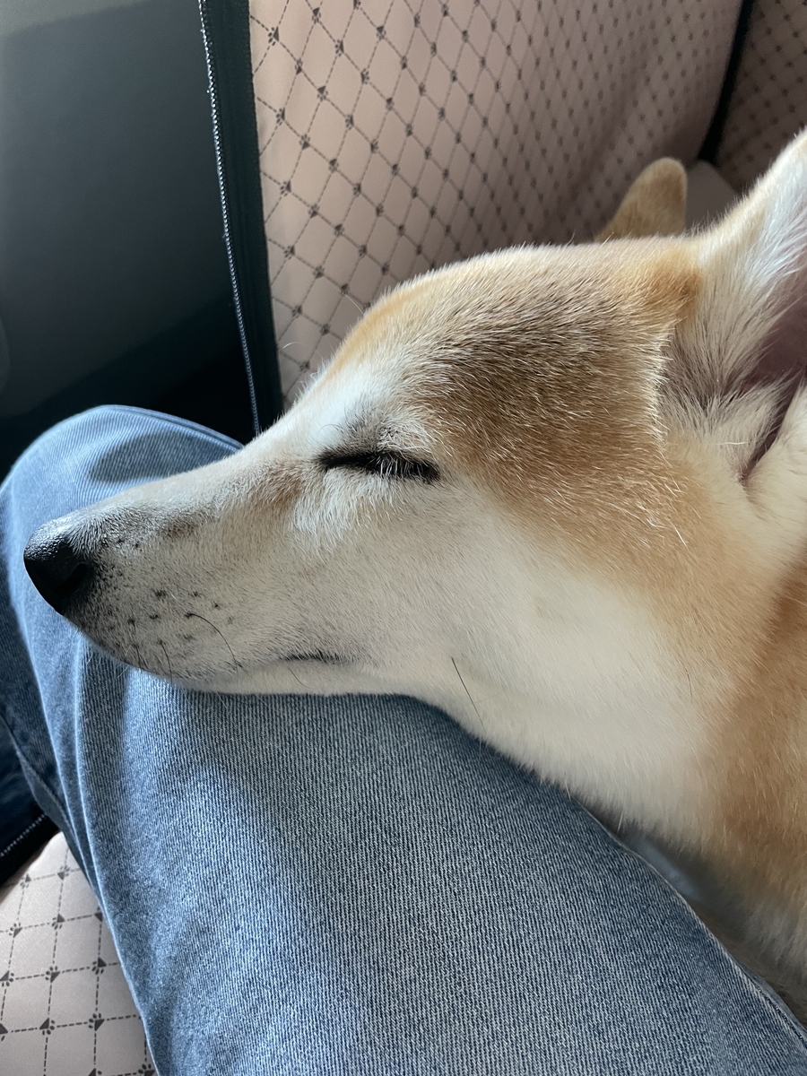 車で眠る犬