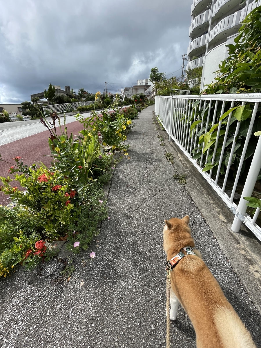 散歩する犬