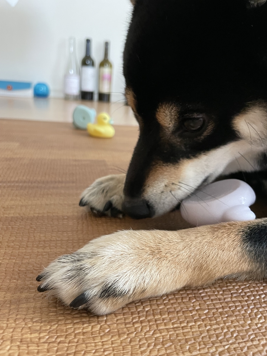 おもちゃで遊ぶ犬