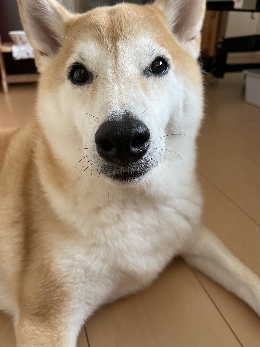 ドアップの犬