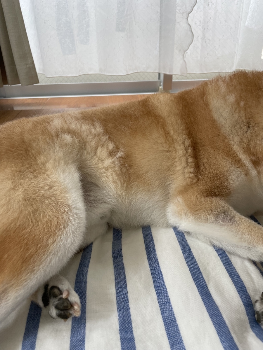 犬の体
