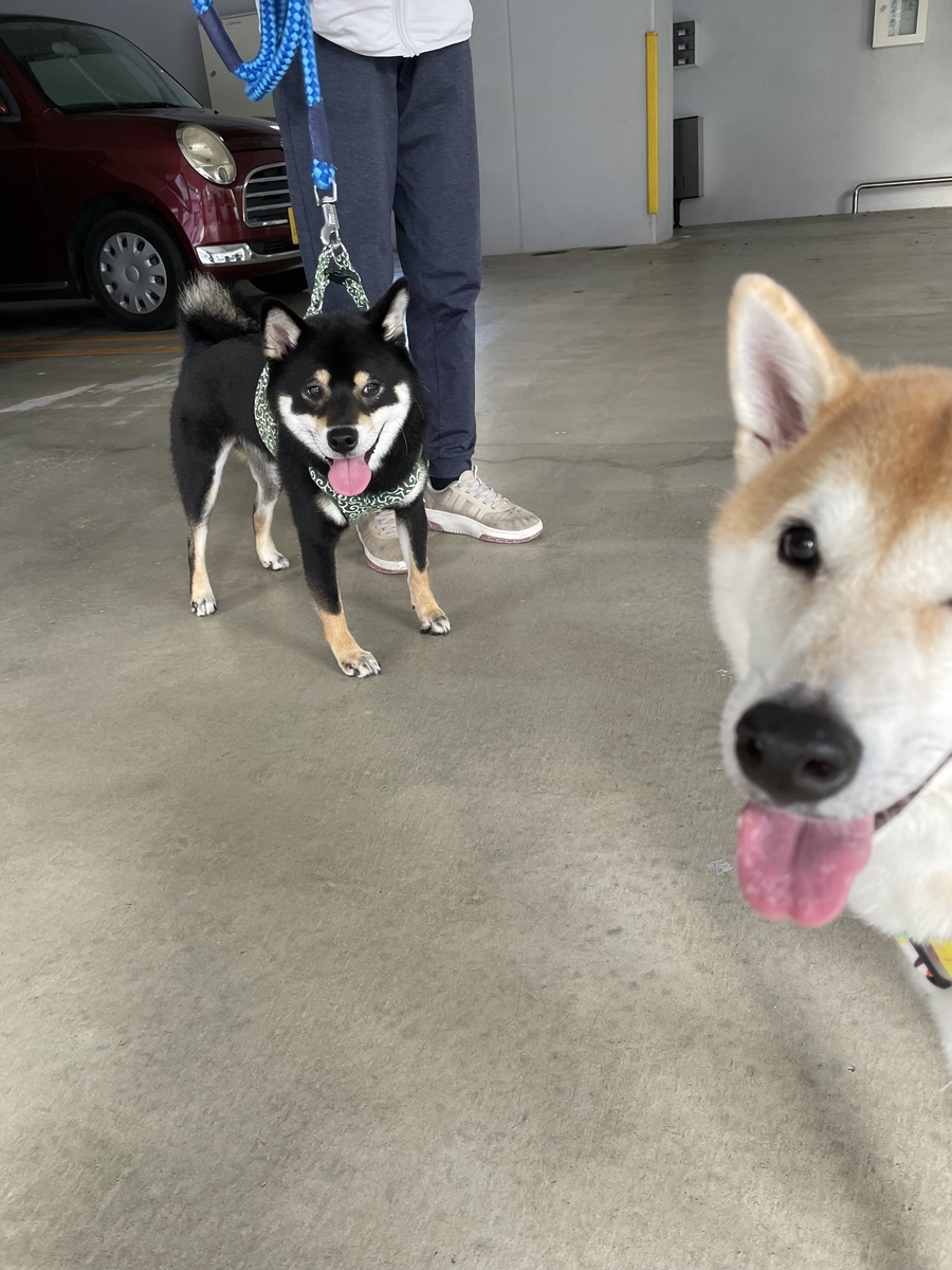 二匹の犬