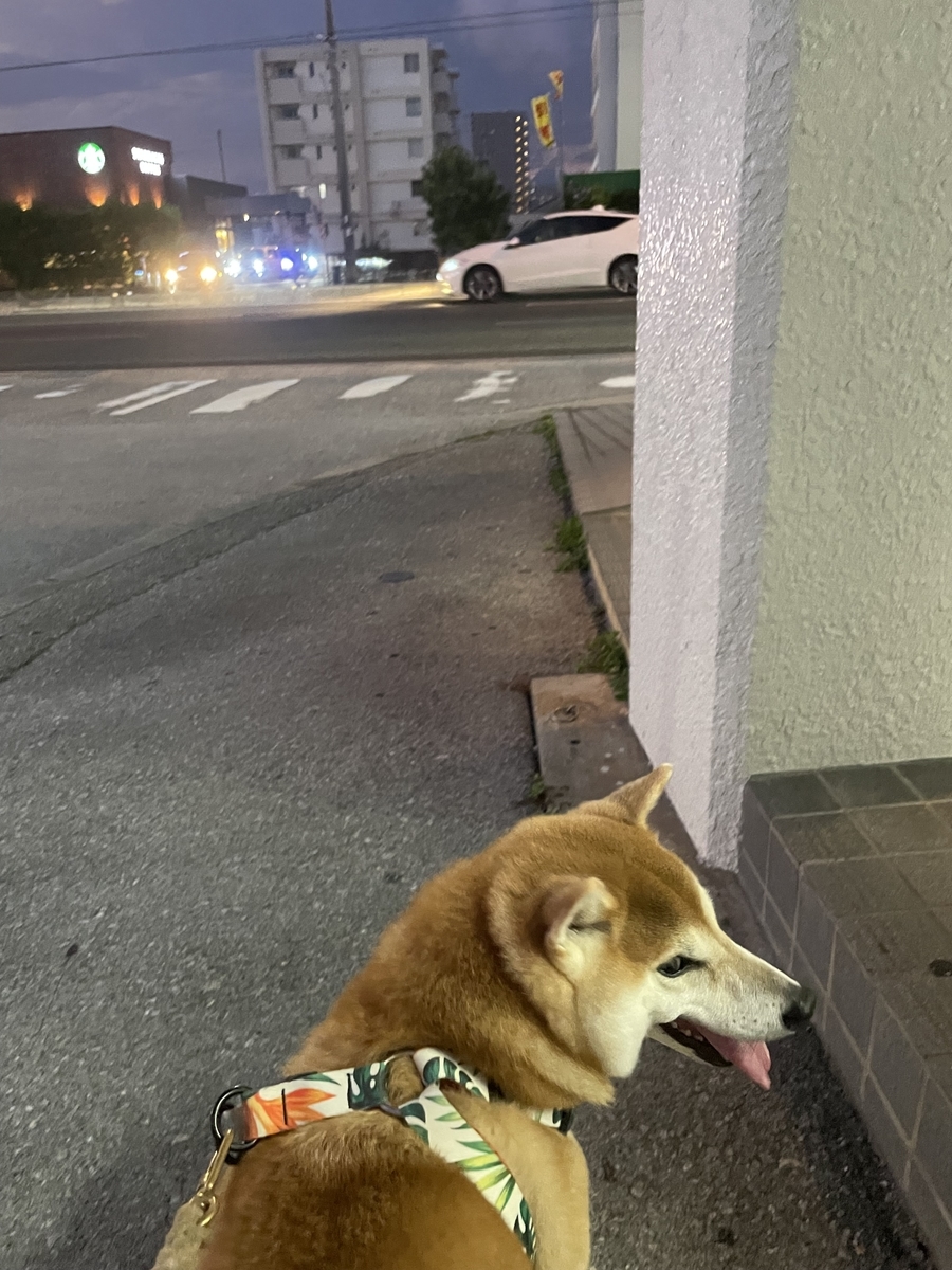 散歩する犬