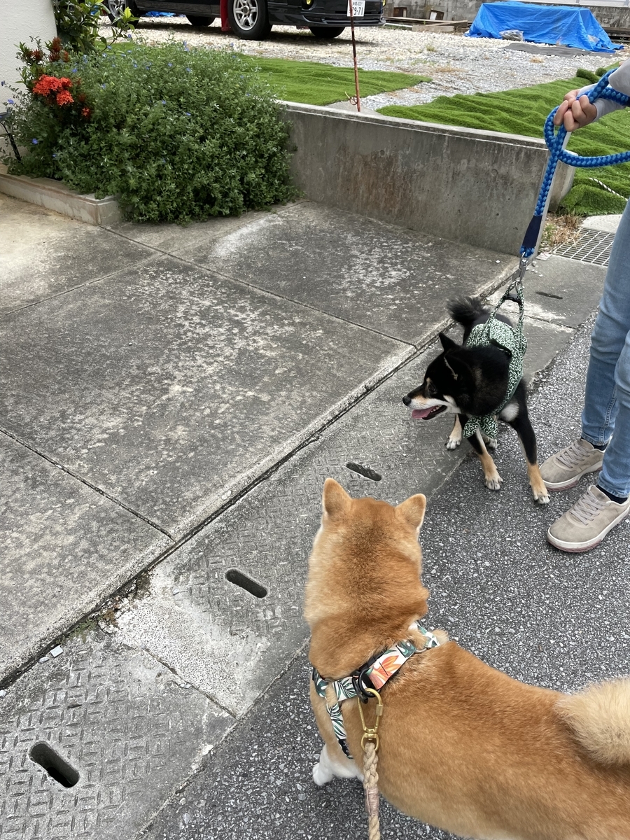 散歩する犬