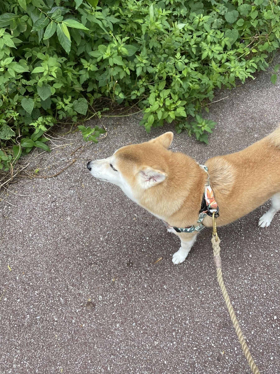 散歩する犬