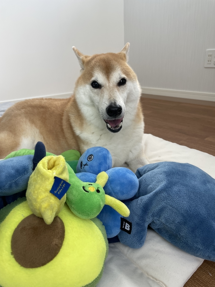 おもちゃと犬