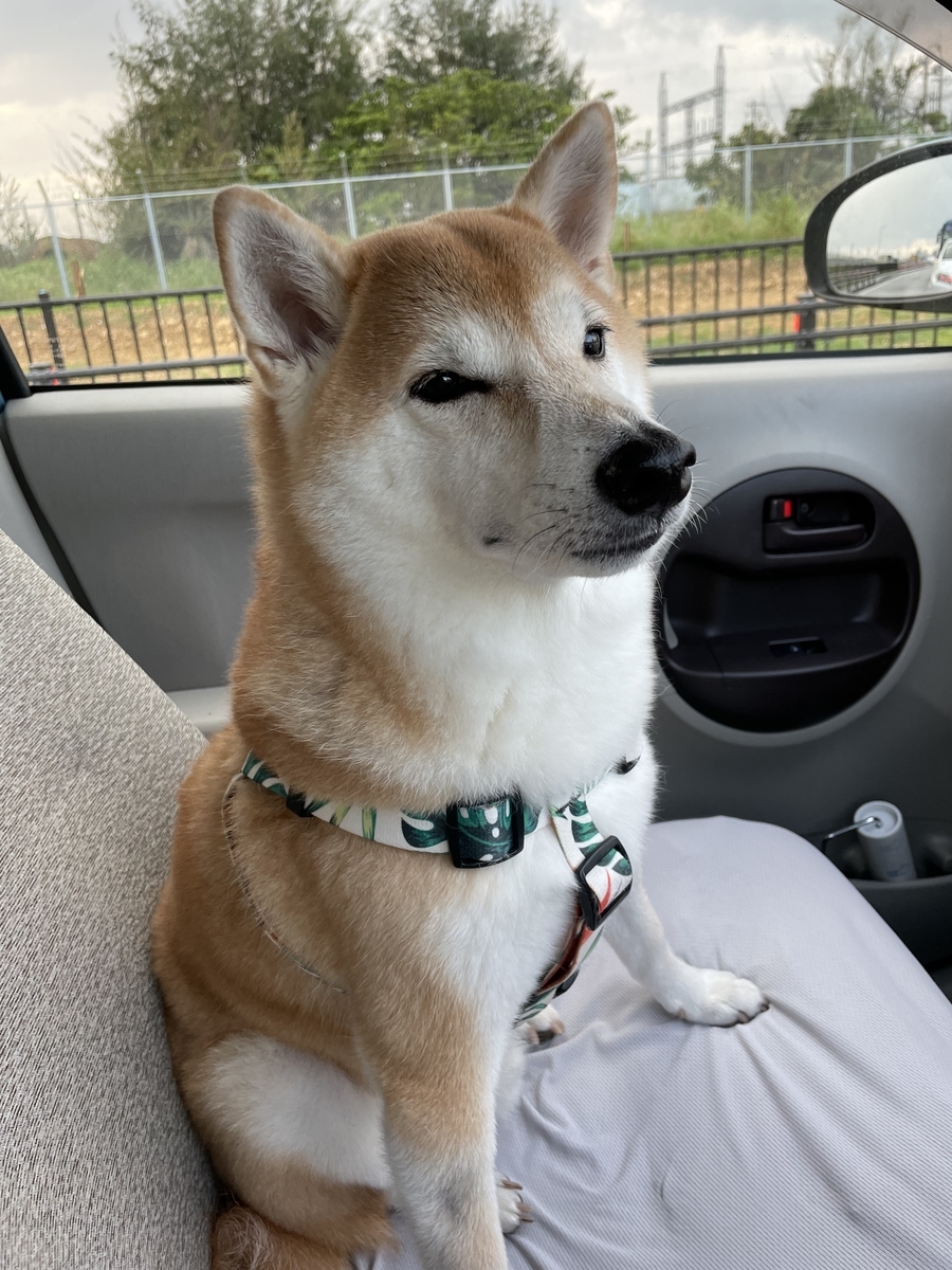 車に乗る犬