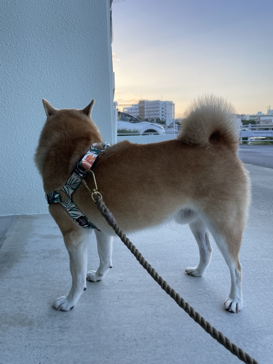 朝焼けと犬