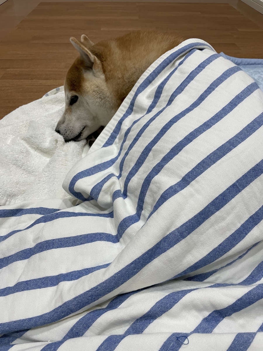 くるまる犬