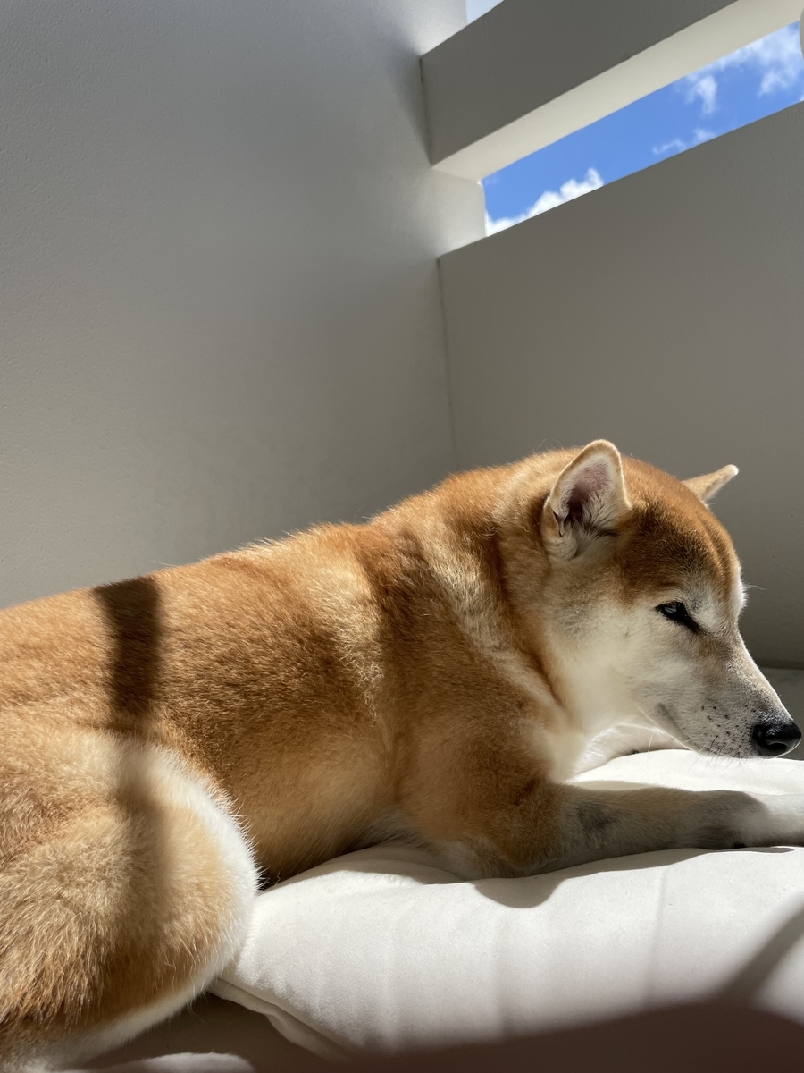 ベランダでくつろぐ犬