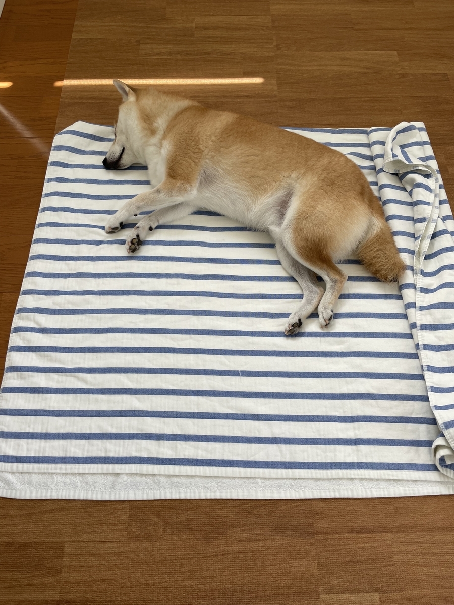 眠る犬