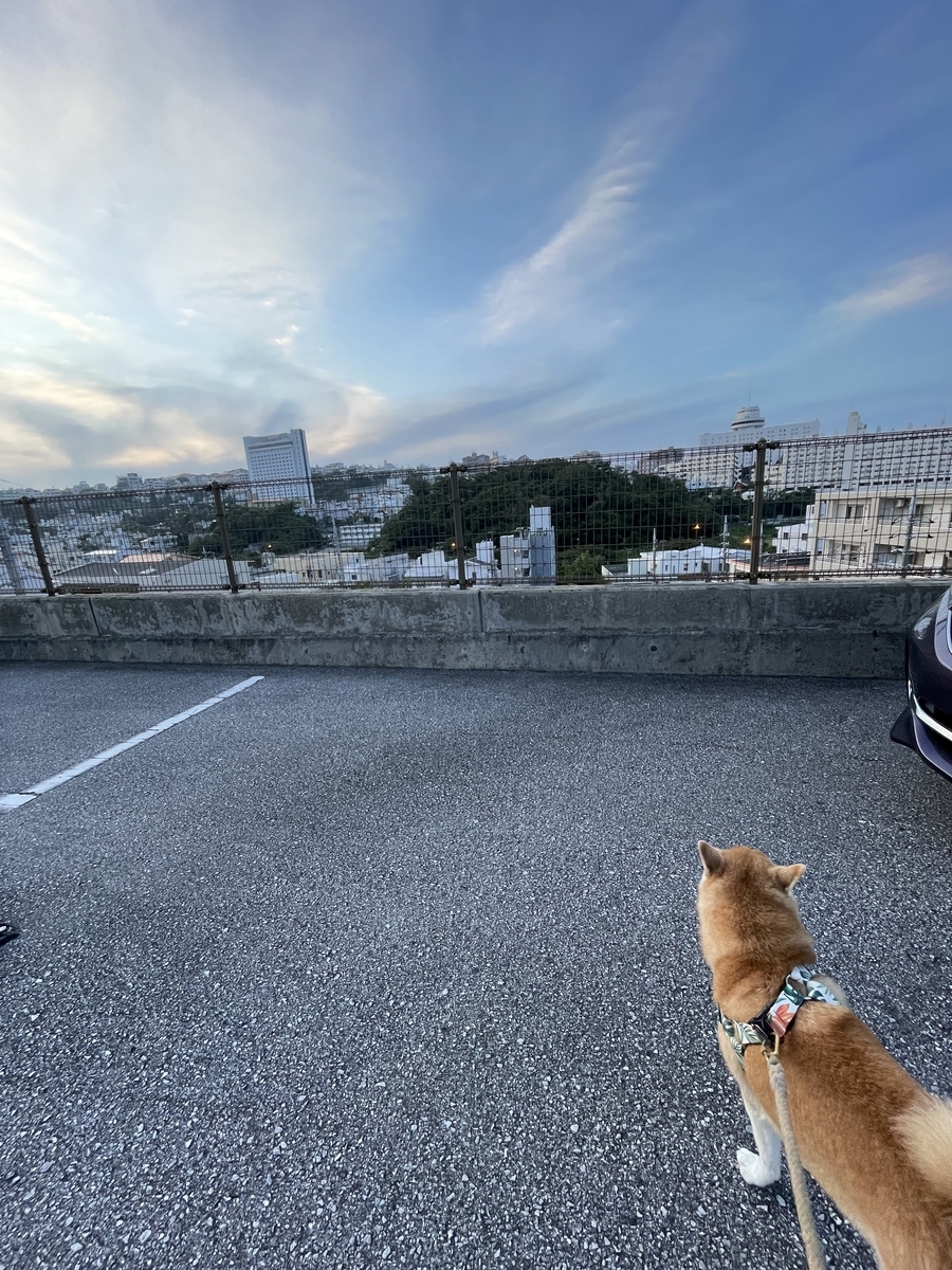 散歩する犬