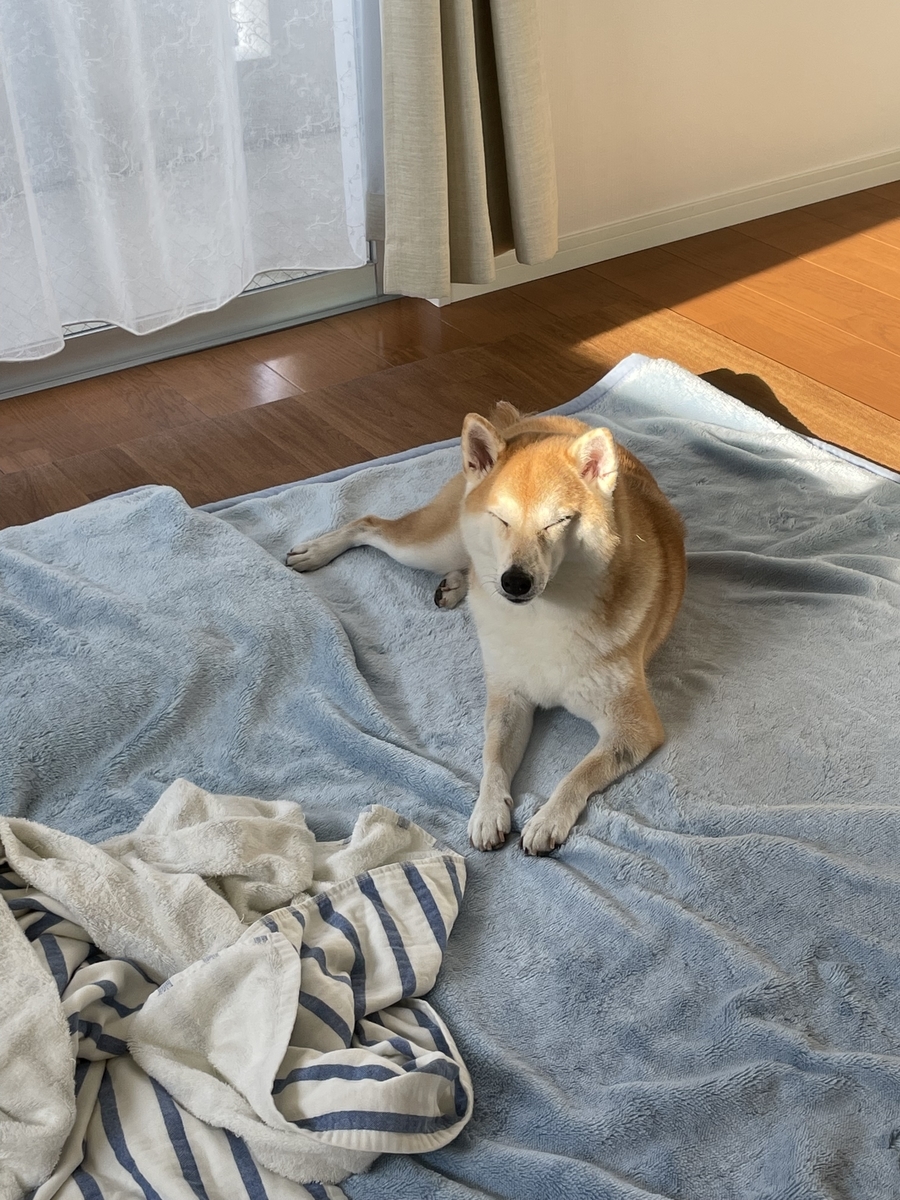 日にあたる犬