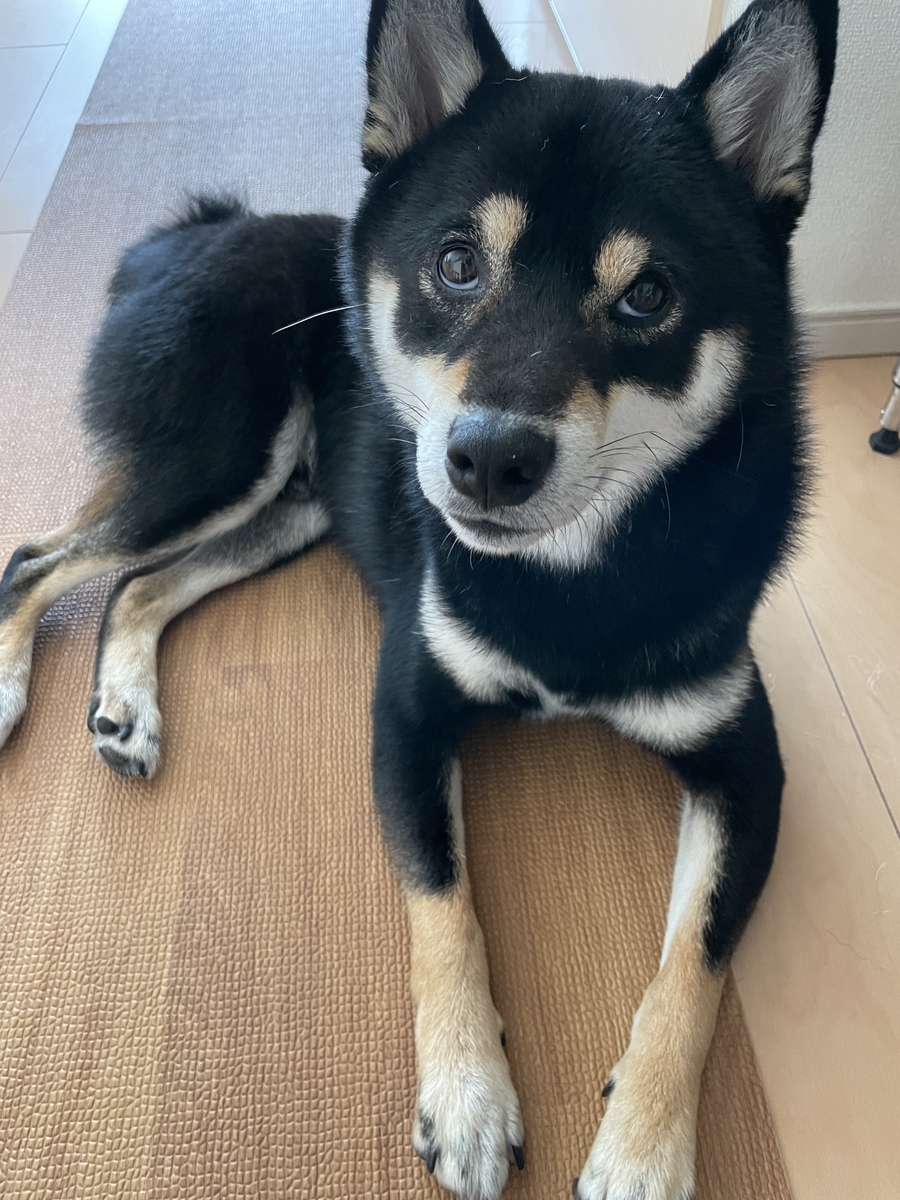 伏せする犬
