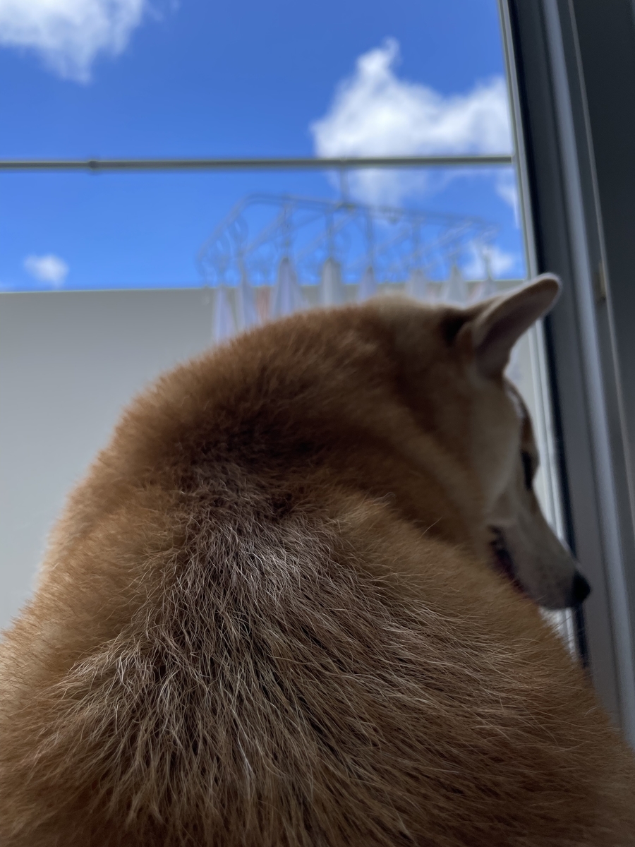 青空と犬