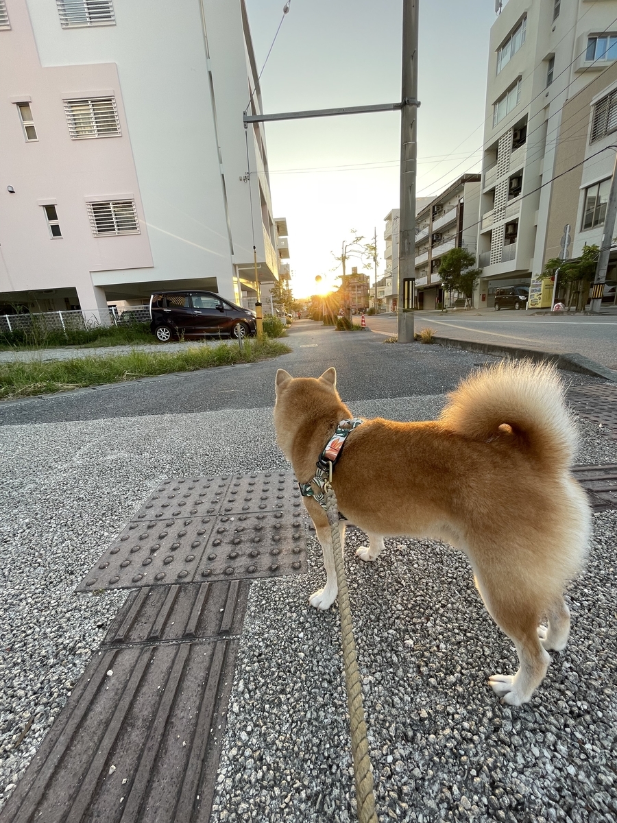 散歩する犬