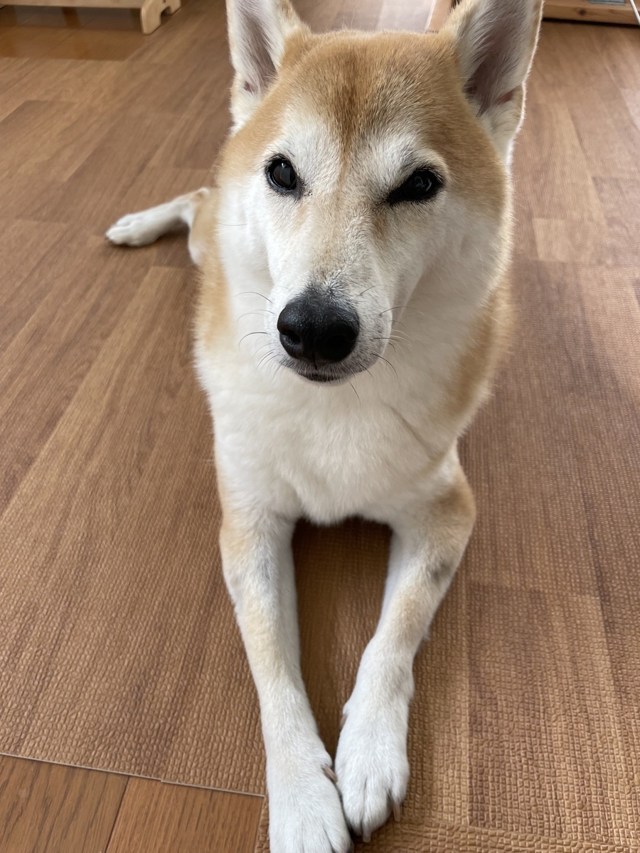 見つめる犬